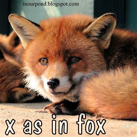 Fox Animals