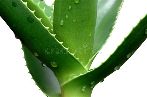 Aloe Vera Stock Photo Image Of Aloe Drop Cure Closeup 52755596