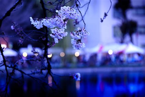 Cherry Blossoms Sakura Japan Free Photo On Pixabay Pixabay