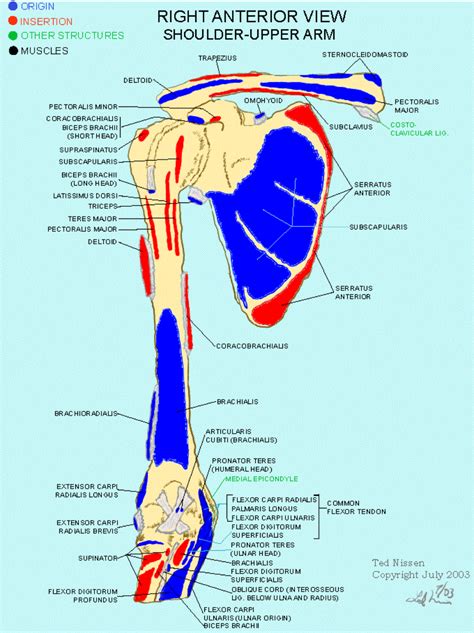 Shoulder anatomy is an elegant piece of machinery having the greatest range of motion of any joint in the body. Muscle Bone Attachments