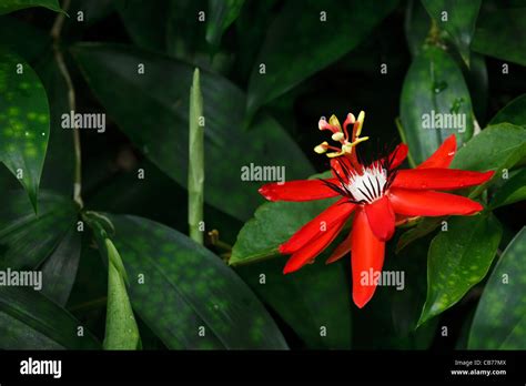 Red Passion Flower Passiflora Miniata Vanderplank Stock Photo Alamy