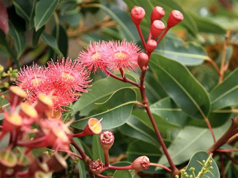 Tree Identification Eucalyptus Ficifolia Red Flowering Gum