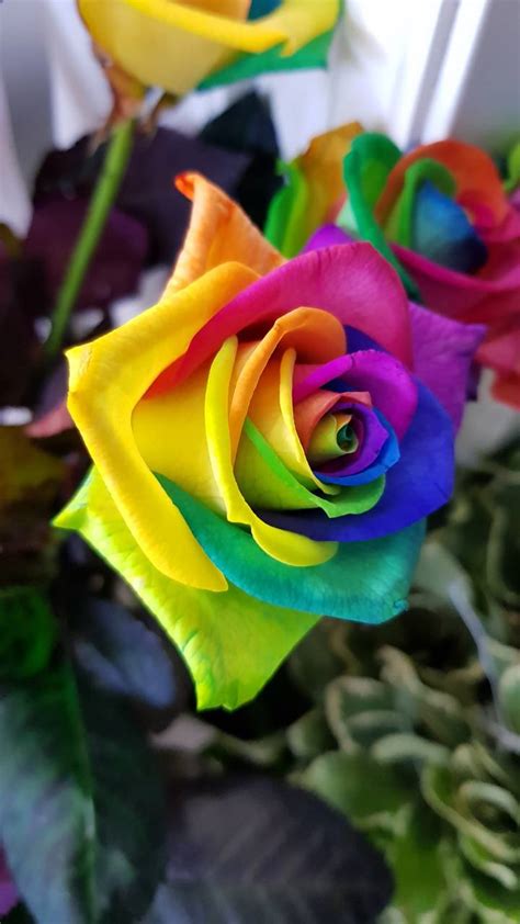 Rainbow Roses Wallpapers Wallpaper Cave