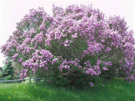 Purple Lilac Bush Minneapolis Minnesota Lilac Bushes Lilac Tree