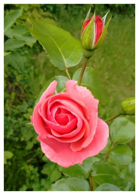 Pinke Rose Lifesteyl