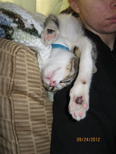 GlobeHoppers: Kitten Craze...