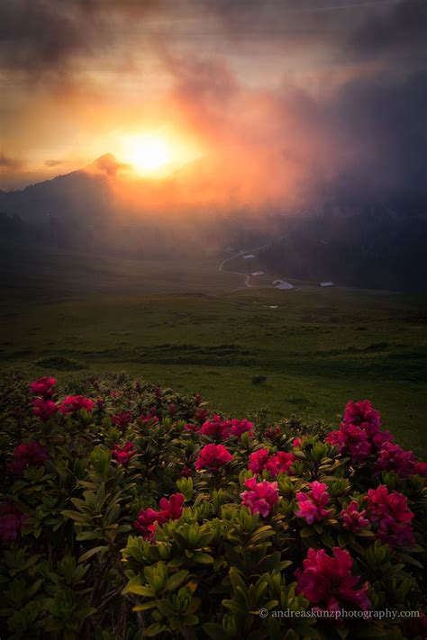 Mountains Flowers At Sunset In The Alps Beautiful Nature Sunset