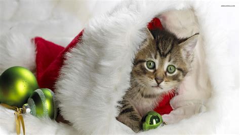 Bing Images Christmas Wallpaper Christmas Kitten