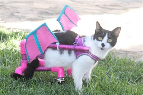 Cats On Wheels Catster