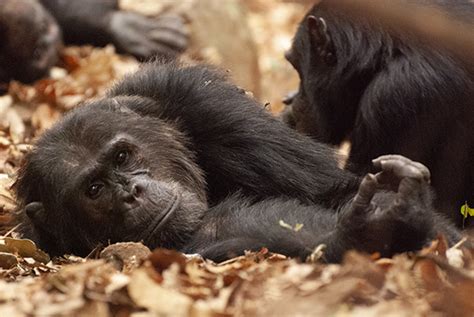 Building Bonds Between Chimpanzee Males Leads To More Offspring Study