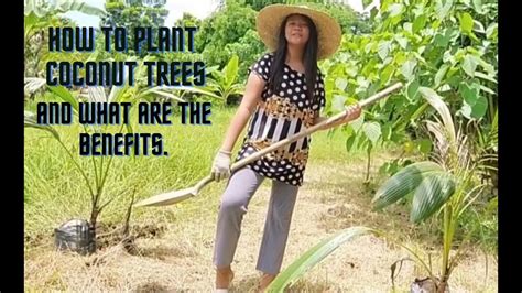 How To Plant Coconut Trees And What Are The Benefits