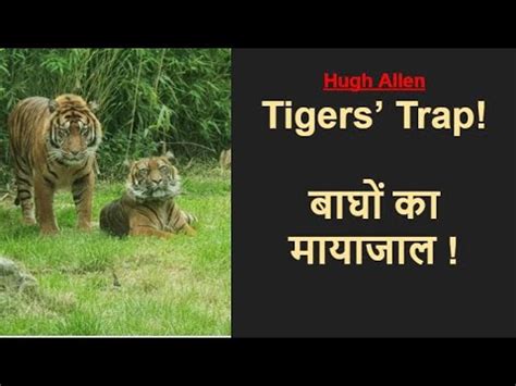 Hugh Allen Tigers Trap बघ क मयजल YouTube