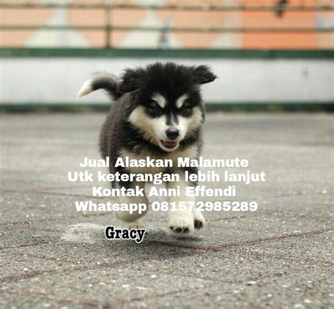 Harga malamute finance (mally) saat ini adalah usd 0.000000000022. Von Javelline Kennel,Bandung: Jual Alaskan Malamute ...