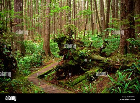 The Cedar Walkway Built By The Settlor Ahlstrom On The 9 Mile Loop To