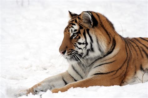 Wallpaper Tiger Cute Animals Snow Winter 4k Animals 17061