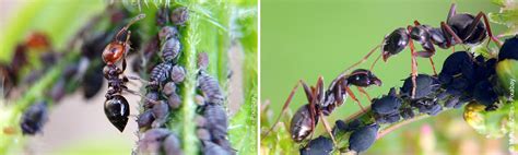 5 Tipps und Hausmittel gegen Ameisen im Garten