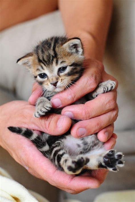 Follow Me Baby Kitty And Kittens On Pinterest