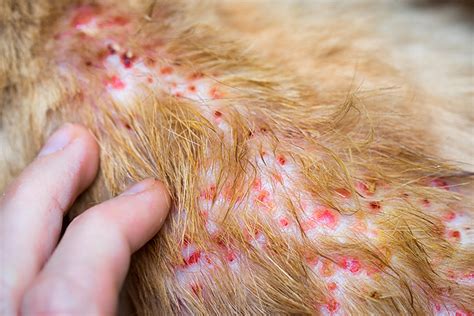 Dermatitis In Dogs And Cats Allergy Treatment And Symptoms