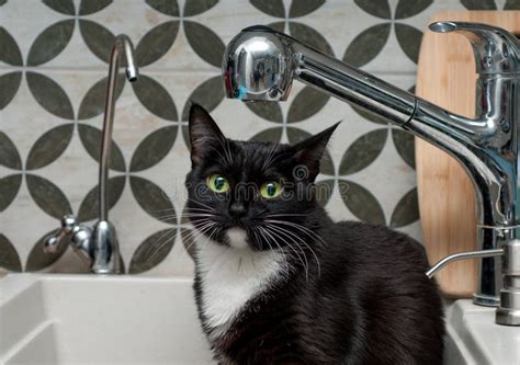 Black Cat Drinking Tap Water Stock Photo Image Of Kitchen Clean