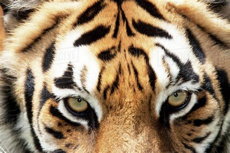 Close Up Of Bengal Tiger Eyes Stock Photo Dissolve
