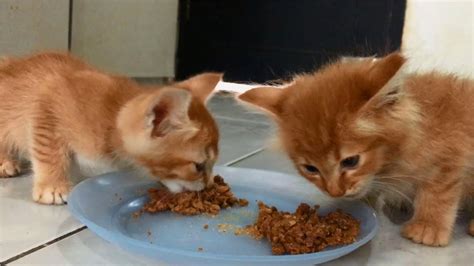 Cute Hungry Kittens Eating Food So Adorable Anak Kucing Lucu Cats