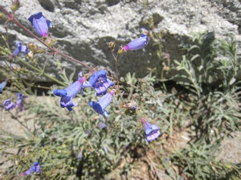 Blueish Purple Northern California Flower Flowers Forums