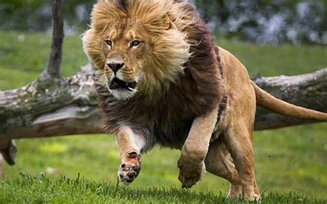 Lion Male Big Running Animals Hd Wallpaper Peakpx