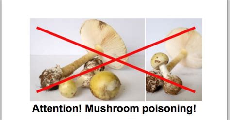 Another Hazard For Migrants In Europe Poisonous Mushrooms The New