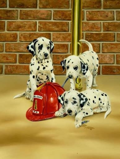 116 Best Firefighters Firehouse Dogs And Dalmatians Images On