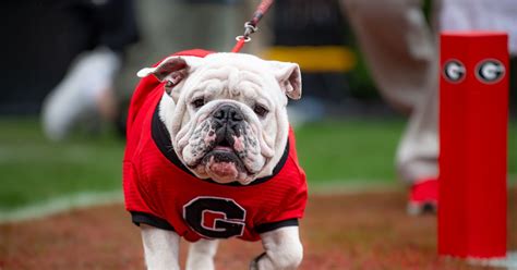 Tuesday Morning ‘dawg Bites Sees Some Bright Spots Dawg Sports