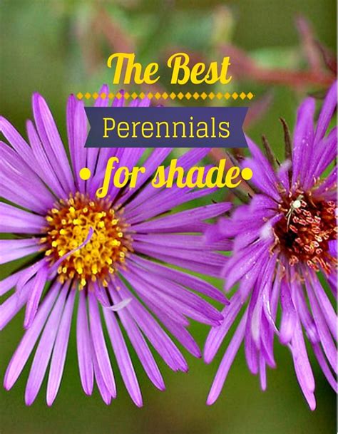 Astrantias are superb perennials for growing in shade beneath under trees or in a moist border. The Best Perennials for Shade | Best perennials for shade ...