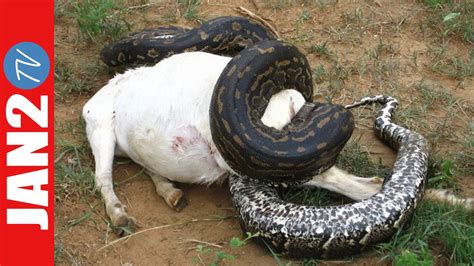 Anaconda Gigante 15 Metros La Serpiente Mas Grande Del