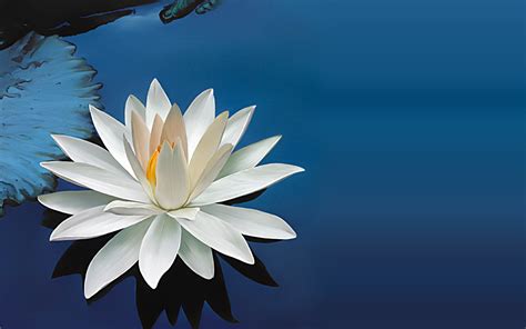 68 Lotus Flower Background Wallpapersafari