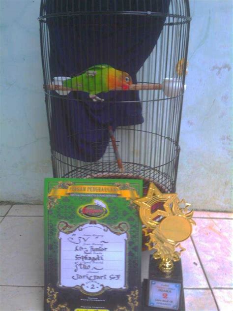 Sayuran yang dapat disediakan termasuk bayam air tanah, sawi, jagung muda, dan sayuran. √ Sayuran untuk Lovebird Ternak dan Lomba Agar Ngekek ...