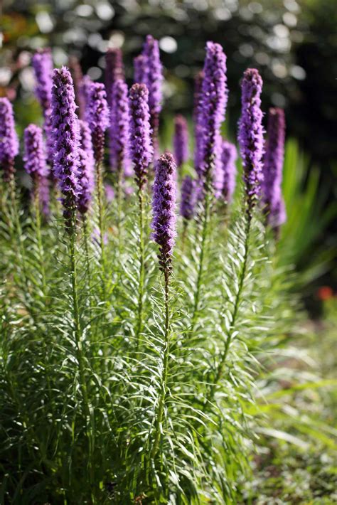 Planting in summer is okay, but you'll need to water frequently. Perennial Flowers for a Stunning Design