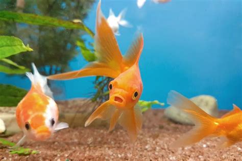 Fun Fish Names For Pairs Or Groups Lovetoknow Pets