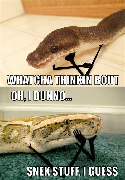 Two Snakes With Photoshopped Arms Cute Animal Memes Funny Animal