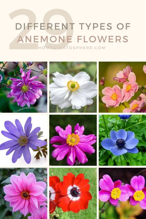 Use them in a cutting garden, a flower bed or meadow. 29 Different Types of Anemone Flowers and Fun Facts ...