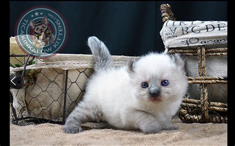 Conscientiously maintained and outfitted, with a cruising and racing history. American curl kitten available | Munchkin kitten, Munchkin ...