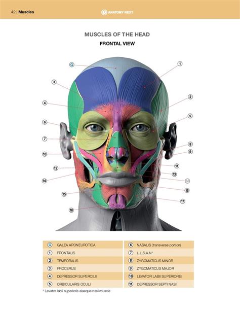 Pdf Print Anatomy Of Facial Expression Anatomia Para Artistas