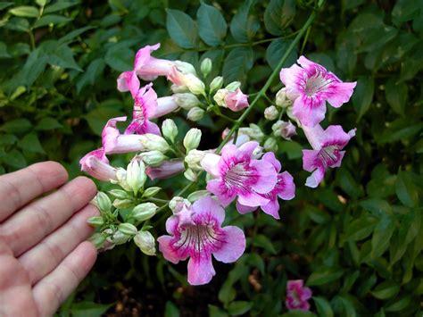 Pink Trumpet Vine Or Podranea Flower Plant Of The Month
