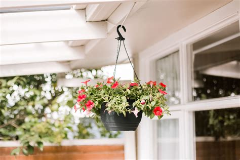 10 Best Flowers For Hanging Baskets