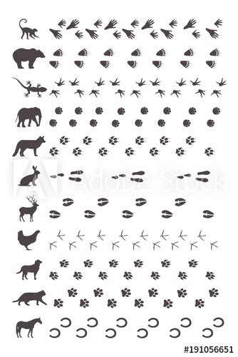 Tierspuren können auch mitgenommen werden! Tierspuren mit Silhouette - kaufen Sie diese Vektorgrafik ...
