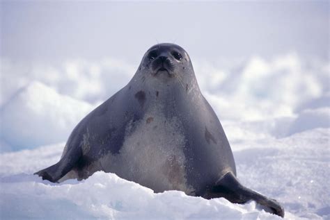 Seal Full Hd Wallpaper And Background Image 2560x1714 Id325954
