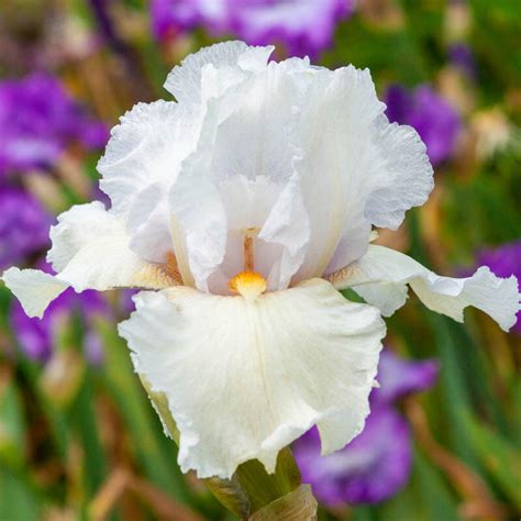Eternal Bliss Reblooming Bearded Iris Brecks Premium Bulbs
