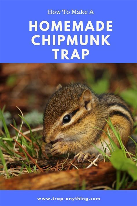 Making Your Own Homemade Chipmunk Trap Is A Cheap And Easy Way To Get
