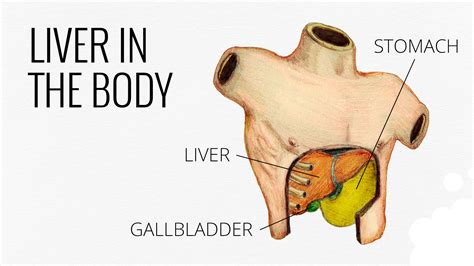 Everything You Need To Know About Liver New Body Wellness