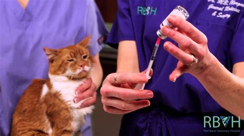 Learn The Safest And Most Effective Way To Give Your Pet A Subcutaneous