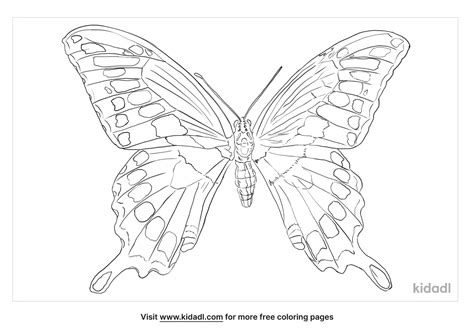 Free Giant Swallowtail Butterfly Coloring Page Coloring Page