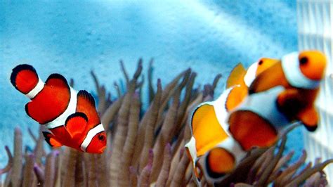Clown Fish Is Climate Change Making It Harder To Find Nemo Bbc